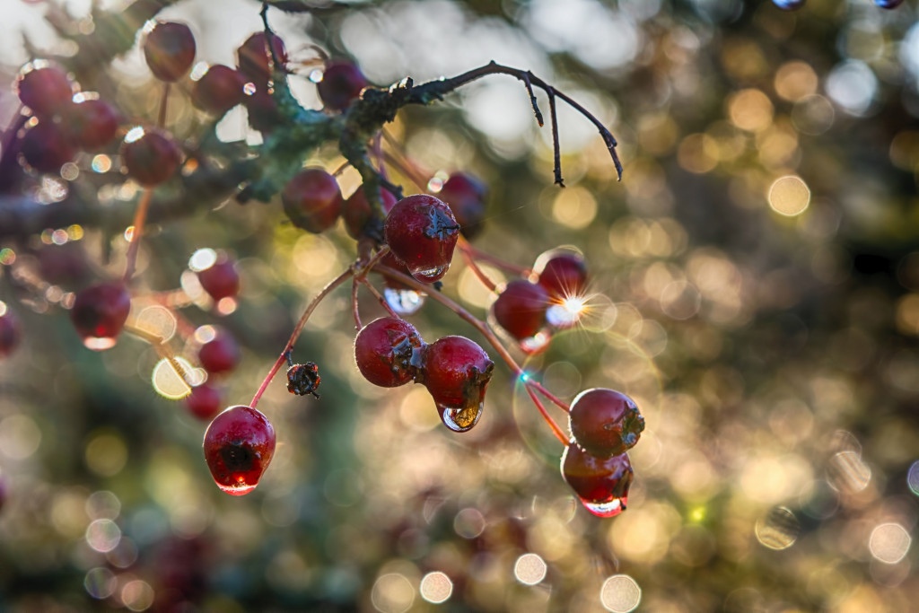 A branch of wet hawthorn berries.